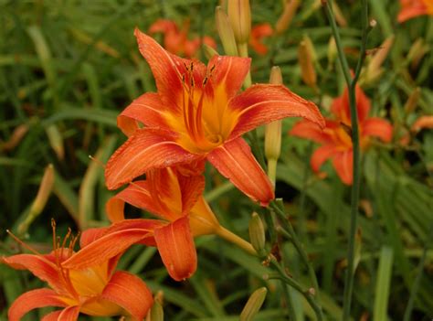 Edible Daylilies | The World's Best Gardening Blog