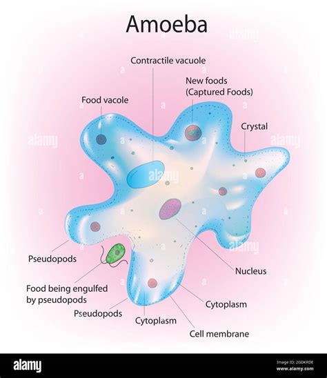 Amoeba Slide Labeled