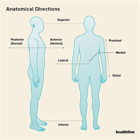 Anatomical Body Planes Worksheet Human Body Worksheets