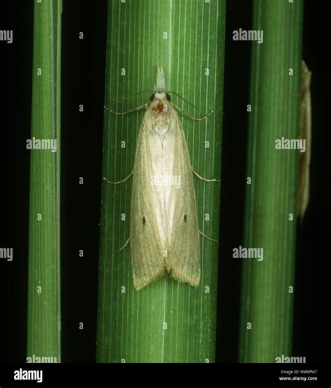 Rice stem borer hi-res stock photography and images - Alamy