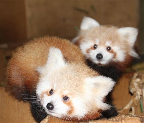 Red Panda Cubs at Hamilton Zoo in New Zealand Are Crazy Cute