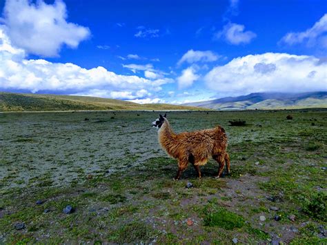 Cotopaxi Private Day Tour - GALAPAGOS CONNOISSEUR