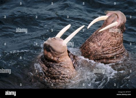 Two walrus males (Odebenus rosmarus) fighting. Round Island. Walrus ...