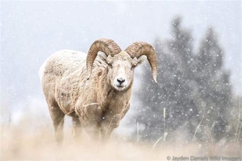 Expert Tips to Spot Banff Wildlife - Travel Banff Canada