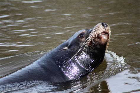 California Sea Lion Swimming Stock Photo - Image of atlantic, close ...