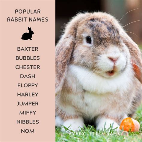 230+ Best Rabbit Names for Your Pet Bunny - Every Little Name