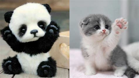 10 Cutest Baby Animals Ever That You Need To Pet - YouTube