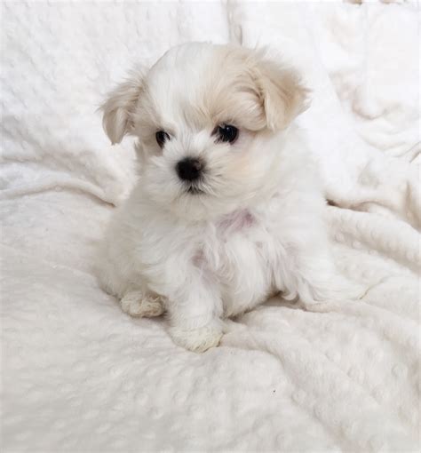 Teacup Maltese Puppy for sale! | iHeartTeacups