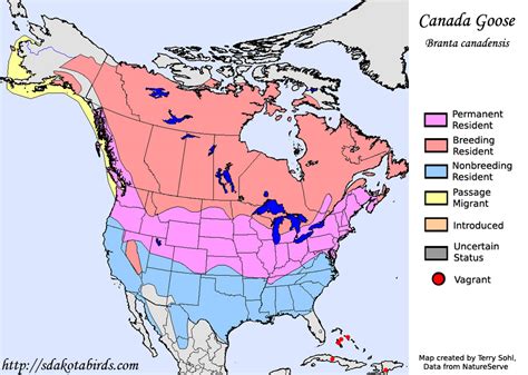 Canada Goose - Species Range Map