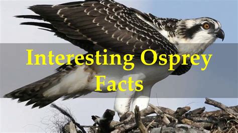 Osprey Facts And Information Trees For Life