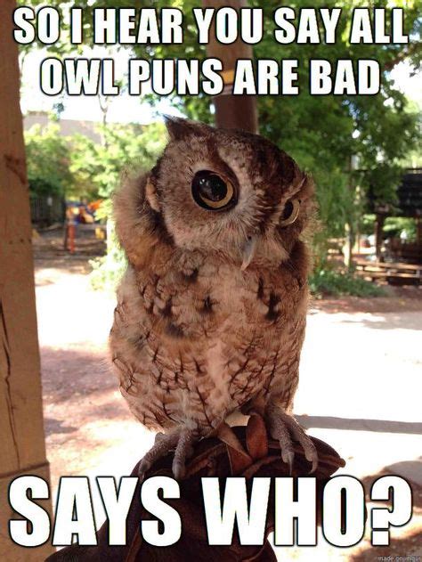 10 Owl Memes ideas | owl, funny owls, cute animals