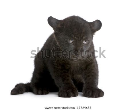 Jaguar Cub 2 Months Panthera Onca Stock Photo 17724655 | Shutterstock