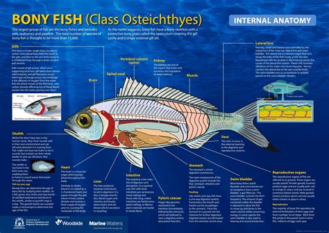 Poster: Bony Fish - Internal Anatomy (including information ...