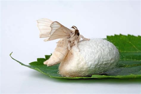 Who Invented Silk, and Did That Really Involve Silkworms? | Silkworm ...