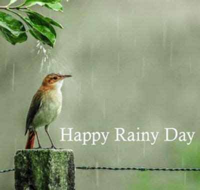 Rainy Day Happy Rainy Wednesday - bmp-box