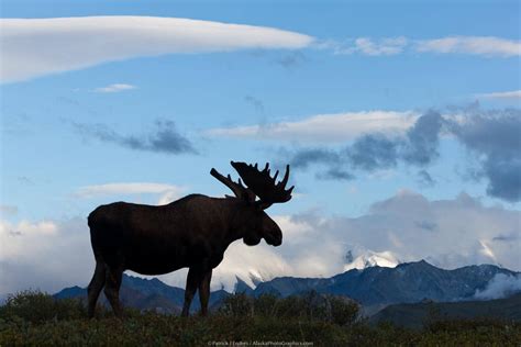 Alaska Wildlife photo gallery