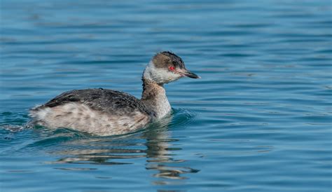 Horned Grebe in Winter Plumage by NiagaraMike - Photo 101529803 / 500px