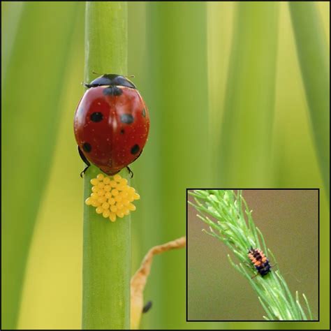 Identifying Eggs And Larvae Of Ladybugs - Tips On Keeping Ladybugs In ...