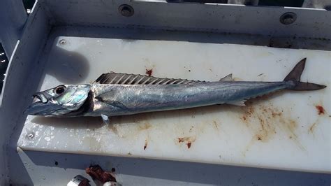 Barracuda eating quality - Fishing Chat - Fishraider