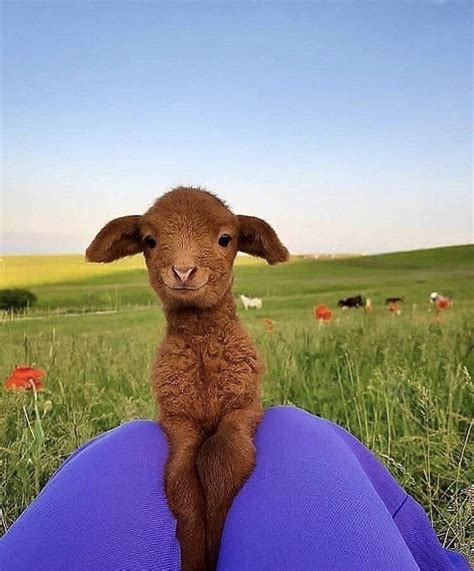 PsBattle: This happy lamb : r/photoshopbattles