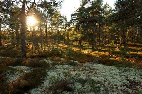 December sunset in a Swedish forest [OC][1600x1067] : EarthPorn