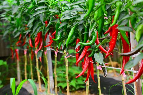 How to Plant Chili Pepper in Your Garden (Tricks to Care!)