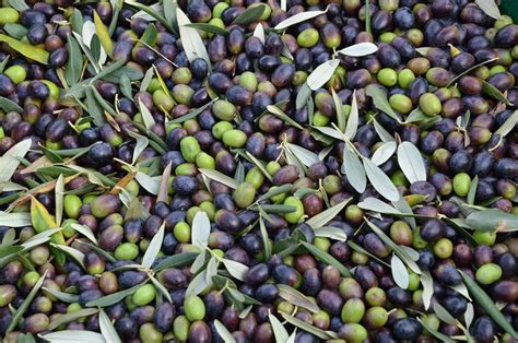 Harvesting Olive Trees - Olives Unlimited