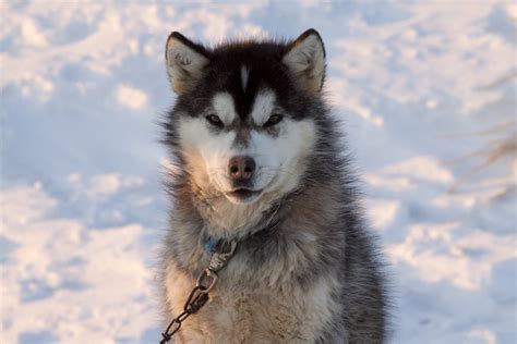 Canadian Inuit Dog | The Canadian Encyclopedia