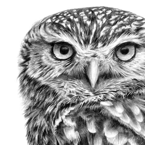 Original Little Owl Pencil Drawing | Owls drawing, Owl art print, Bird ...