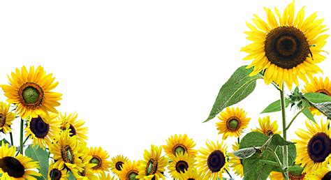 Cartoon Sunflower Wallpapers - Top Free Cartoon Sunflower Backgrounds ...