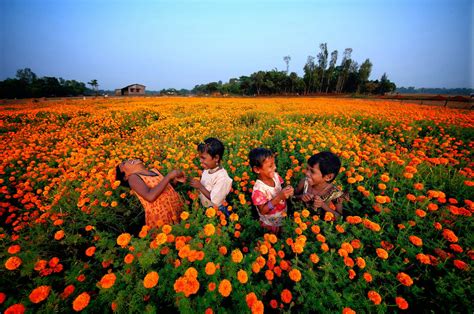 HOW TO GROW MARIGOLDS FROM SEED |The Garden of Eaden