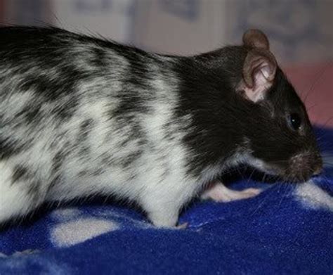 Now That's a Rat of a Different Color: Fancy Rat Varieties | PetHelpful