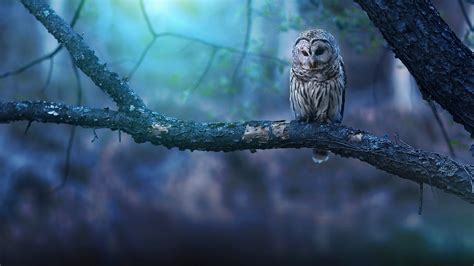 OwlHD Wallpapers | HD Wallpapers