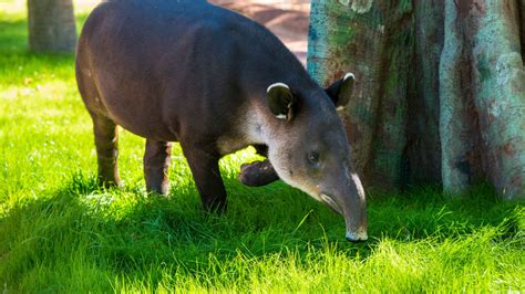 Baird’s Tapir - The Houston Zoo