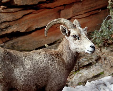 Ovis Canadensis Photograph by Nicholas Blackwell | Pixels