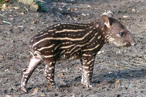 Tapir Baby - Brilliant Creation