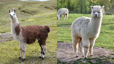 What Is The Difference Between A Llama And An Alpaca - Online Field Guide