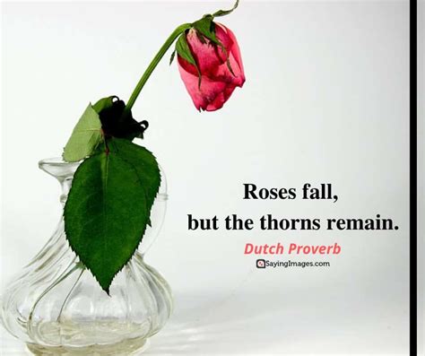 35 Amazing Roses Quotes That Celebrate Life's Beauty - SayingImages.com