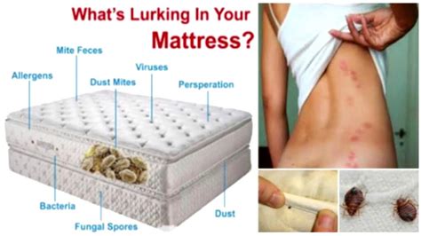 How to Get Rid of Dust Mites in Mattress Easily But Effectively