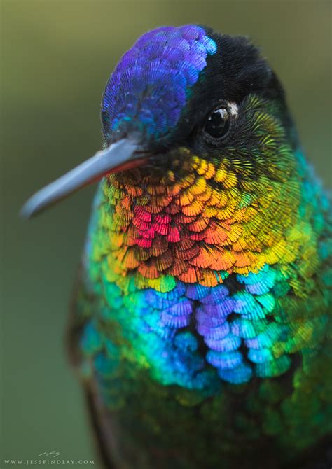 JESS FINDLAY PHOTOGRAPHY — The 15 Most Spectacular Hummingbirds!