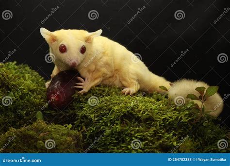 A Young Albino Sugar Glider is Preying on a Cricket on a Rock Overgrown ...