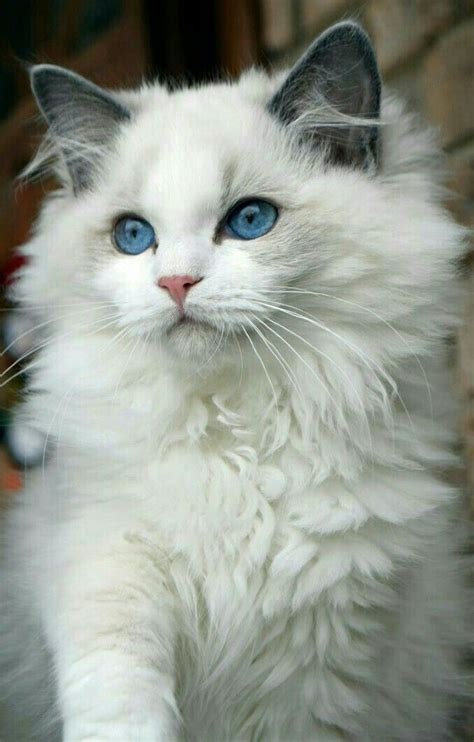 Cat Breeds With Blue Eyes And Grey Fur - Pets Lovers