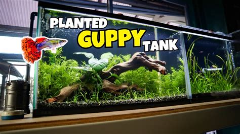 Building a PLANTED GUPPY AQUARIUM! Planted Guppy Tank for Beginners ...