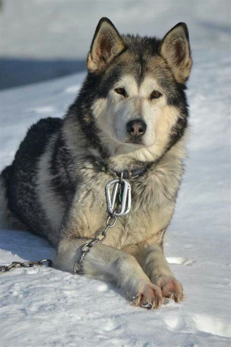 Alaskan Malamute Siberian Husky Wolf Mix - Pets Lovers