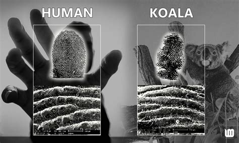 2 incidents that prove the Koala bear has the same fingerprints like ...