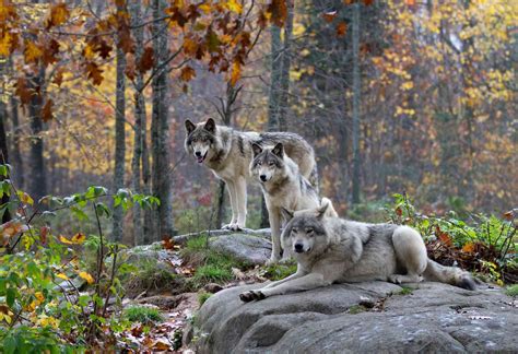 Gray Wolves Habitat Facts