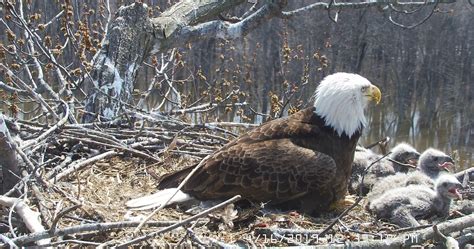 Trio Bald Eagle Nest Cam -Live | Stewards of the Upper Mississippi ...