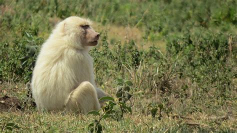 Spectacular sighting: White baboon spotted in Arusha - Africa Geographic