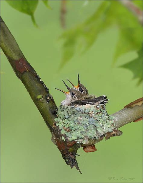 Baby Hummingbirds Photograph by Daniel Behm