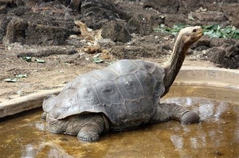 Pinta Island Tortoise Facts and Pictures